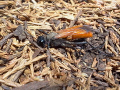Palmodes praestans