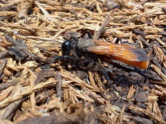 Palmodes praestans
