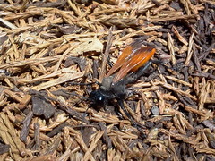 Palmodes praestans