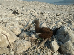 Sula leucogaster brewsteri