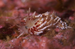 Rubramoena rubescens