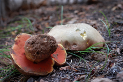 Rubroboletus haematinus