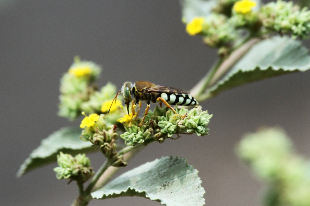 Trichostictia brunneri
