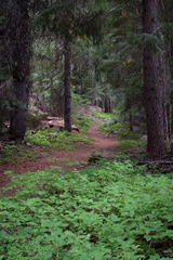Rubroboletus haematinus