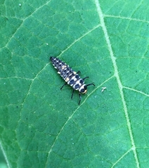 Cleobora mellyi
