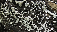 Ceratiomyxa morchella