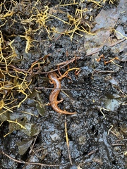 Pseudotriton montanus montanus