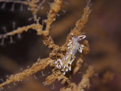 Rubramoena rubescens