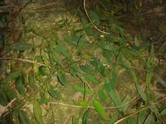 Pothos
