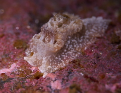 Goniodoris castanea
