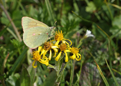 Colias canadensis