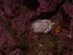 Goniodoris nodosa