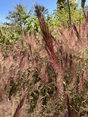 Poaceae