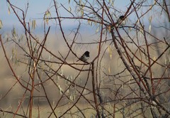 Junco hyemalis