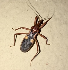 Zelurus fulvomaculatus