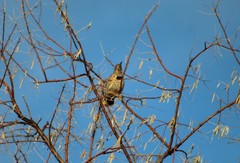 Colaptes auratus