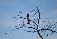 Pica hudsonia