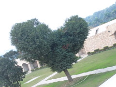 Magnoliopsida