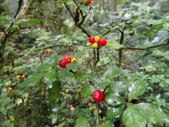 Psychotria parvifolia