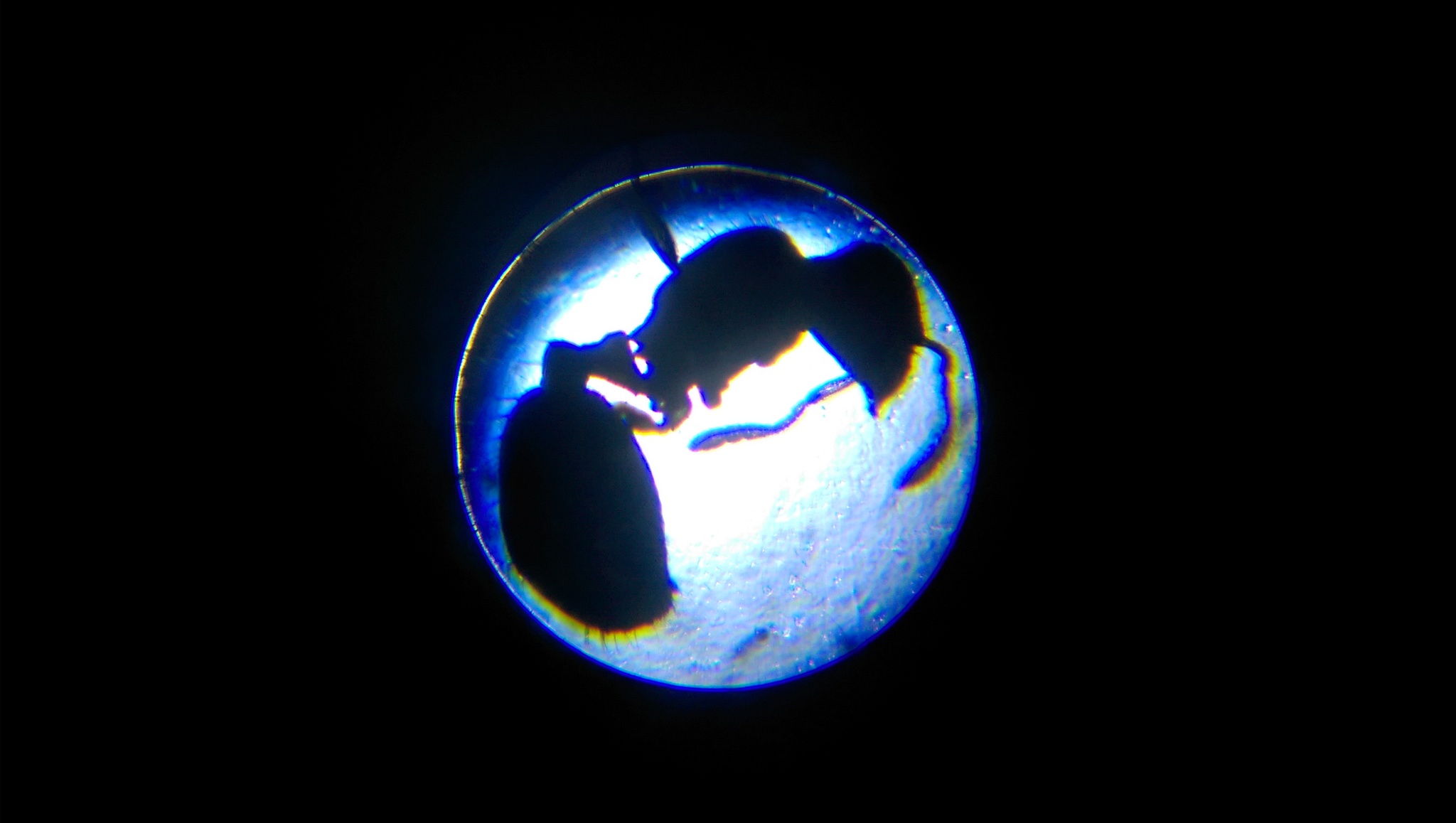Temnothorax tuscaloosae