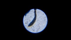 Temnothorax tuscaloosae