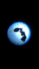 Temnothorax tuscaloosae