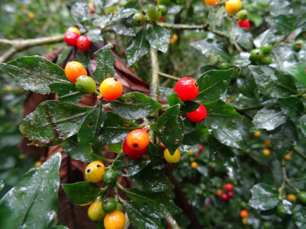 Psychotria parvifolia
