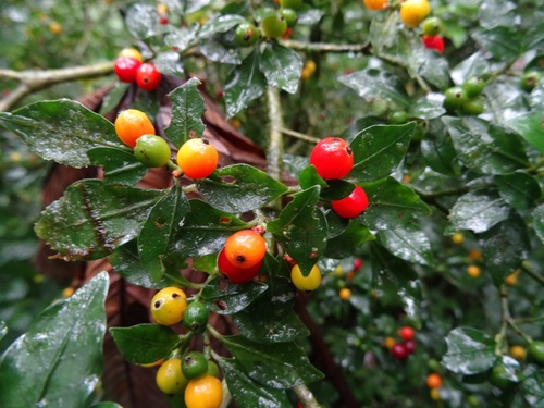 Psychotria parvifolia image