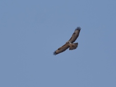 Buteo buteo