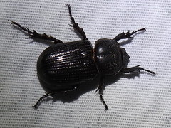 Hemiphileurus illatus