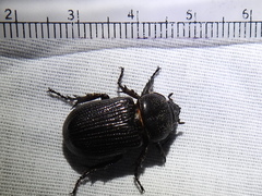 Hemiphileurus illatus