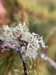 Ramalina dilacerata