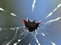 Gasteracantha cancriformis