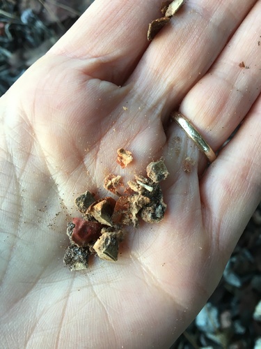 Image of Arctostaphylos luciana by (c) redrovertracy, some rights reserved (CC BY)