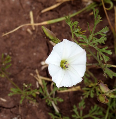 Convolvulus laciniatus