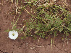 Convolvulus laciniatus