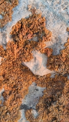 Xanthoria calcicola