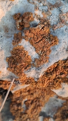 Xanthoria calcicola