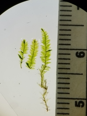 Plagiothecium laetum