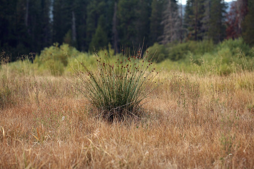 shiny rush (Juncus laccatus)
