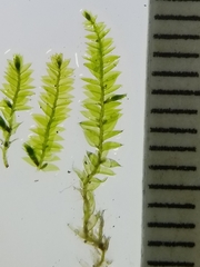 Plagiothecium laetum