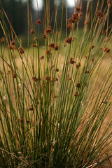 Juncus laccatus