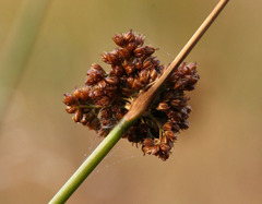 Juncus laccatus
