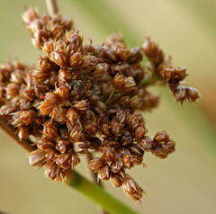 Juncus laccatus