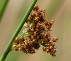 Juncus laccatus