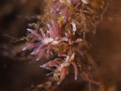 Eubranchus rupium