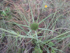 Eryngium mexiae