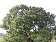 Quercus gentryi