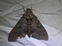 Manduca muscosa