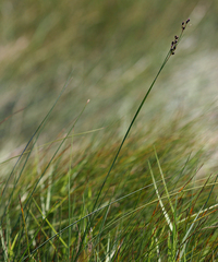 Juncus gerardii gerardii